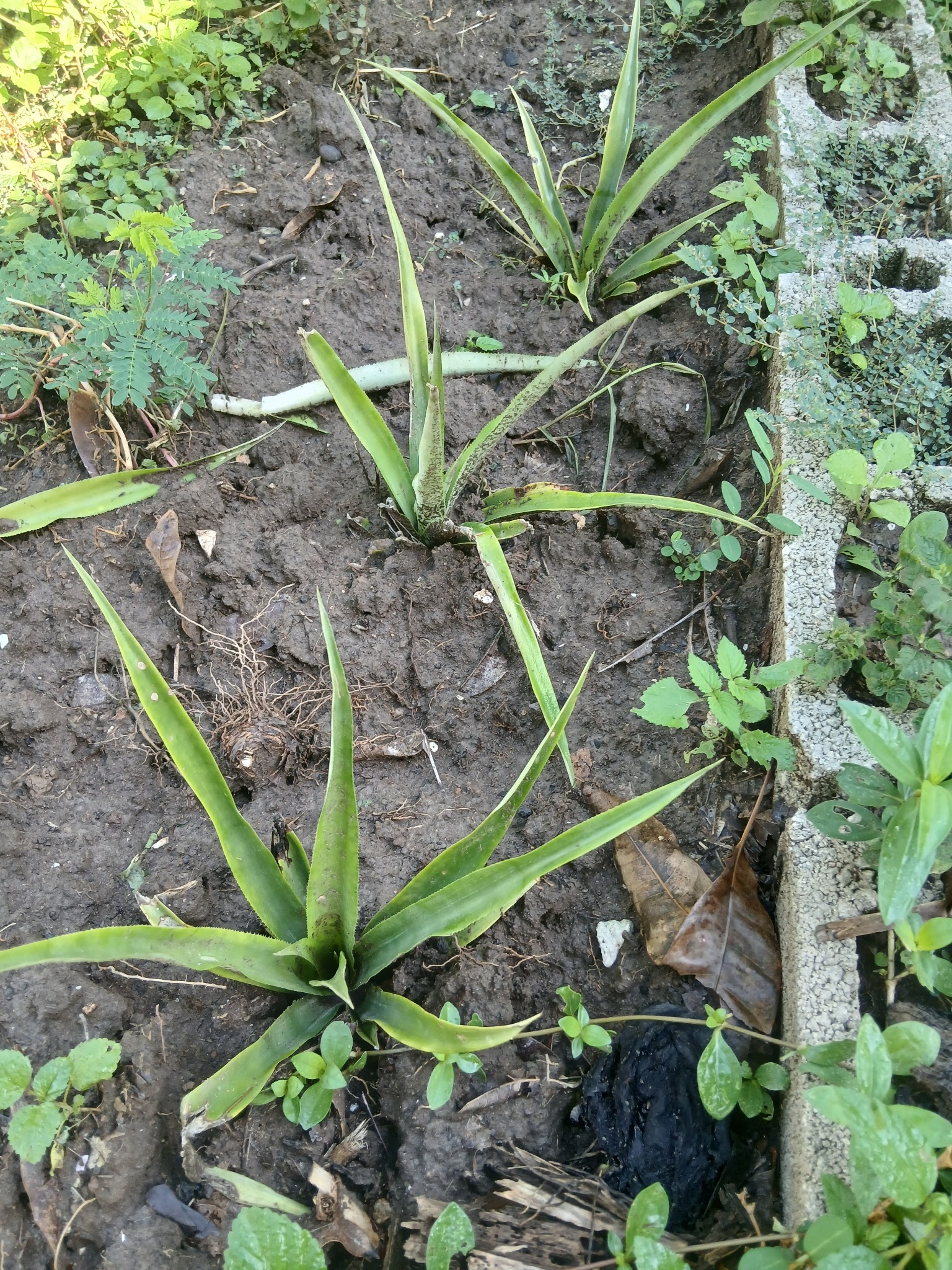 Pineapple plants from pups
